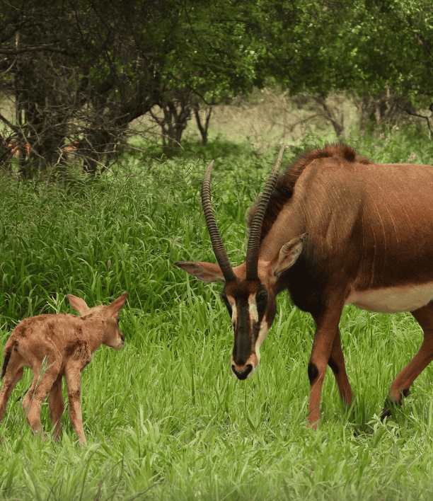 wildlife-1