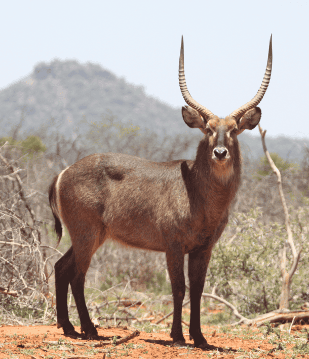wildlife-10