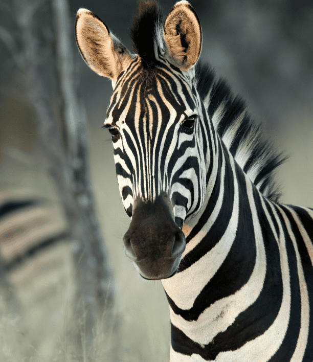 wildlife-11