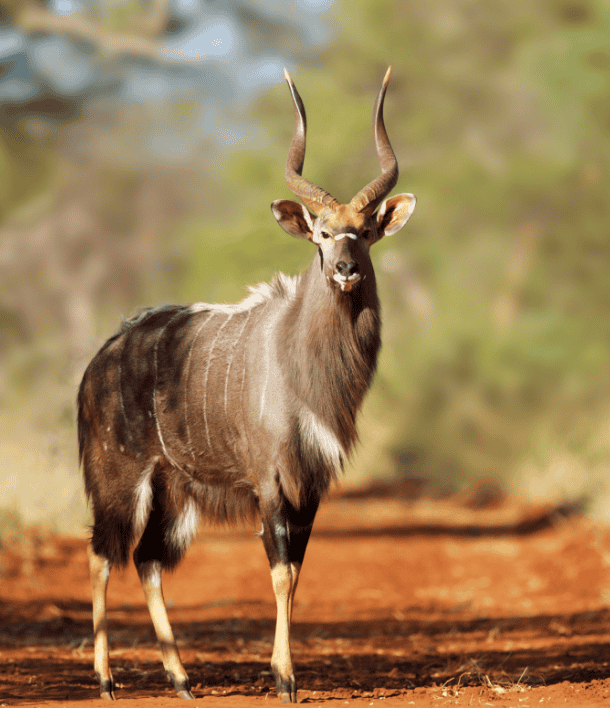 wildlife-12