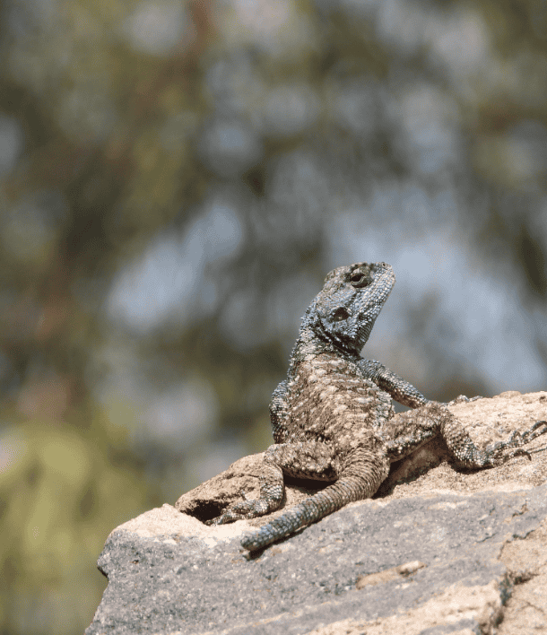 wildlife-13
