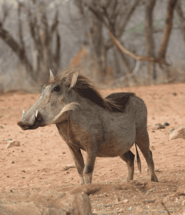 wildlife-14