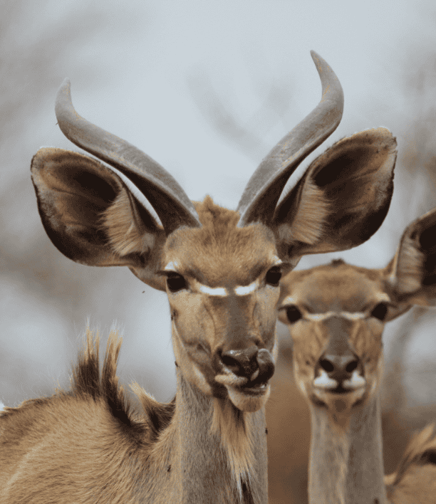 wildlife-15