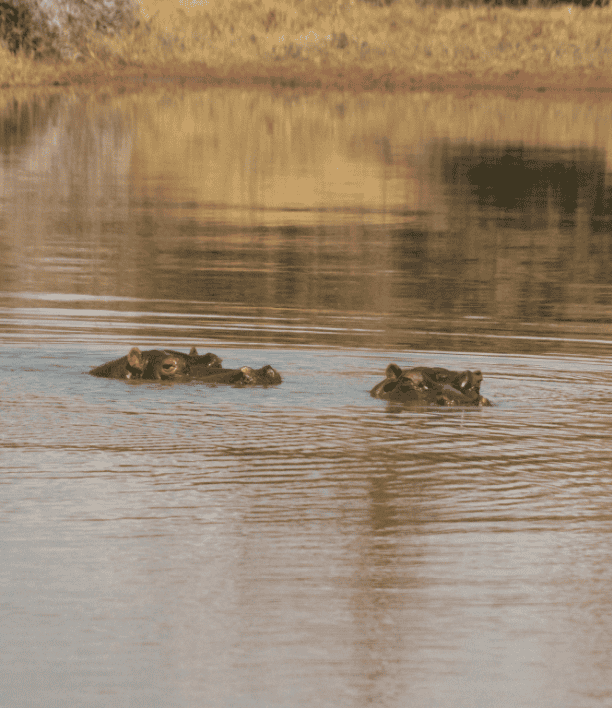 wildlife-16