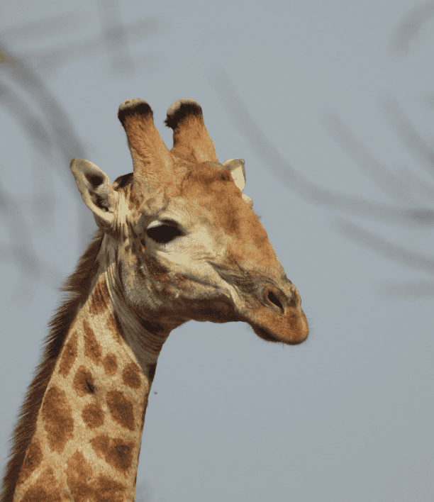 wildlife-17