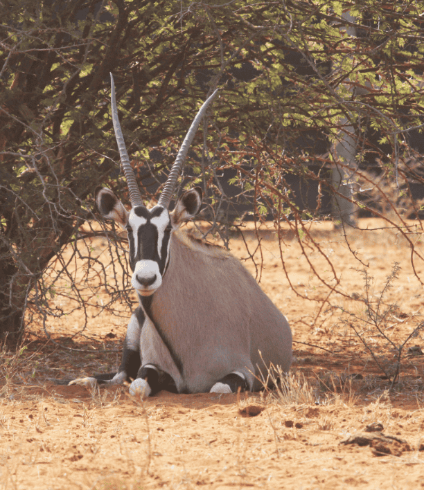 wildlife-2