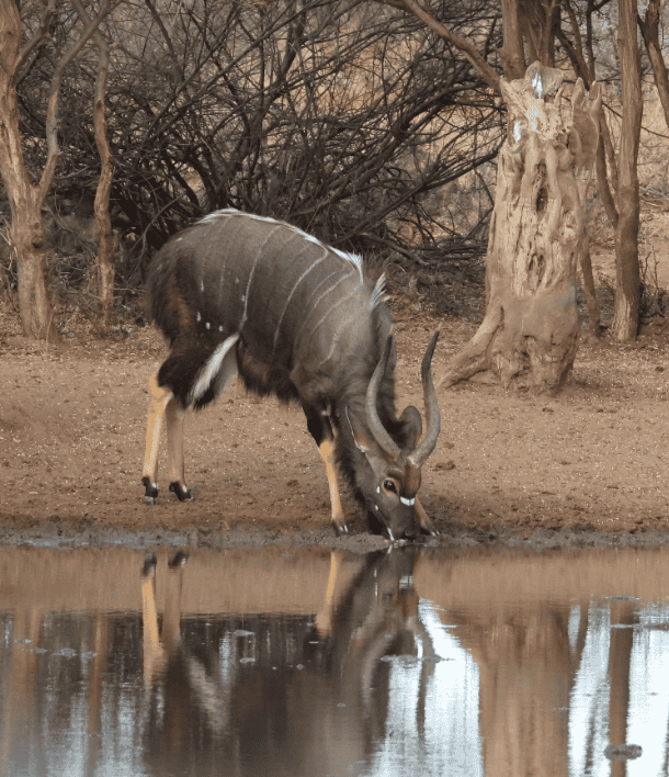wildlife-3