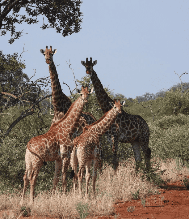 wildlife-4