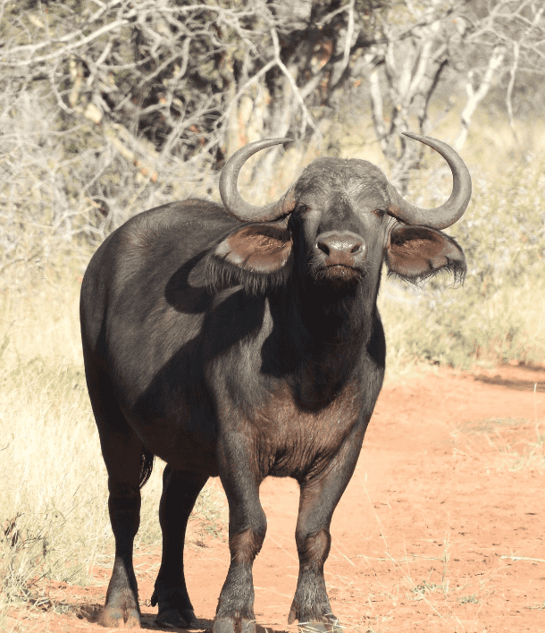 wildlife-5