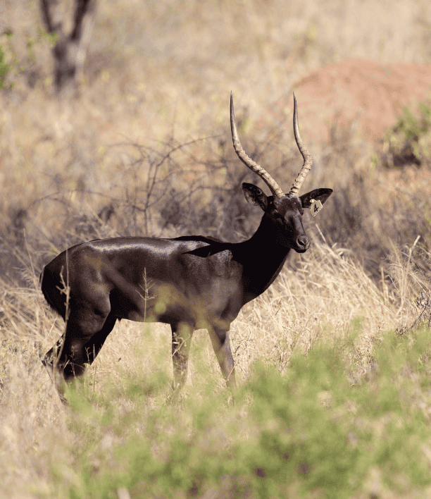 wildlife-6