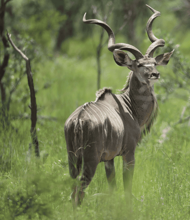 wildlife-7