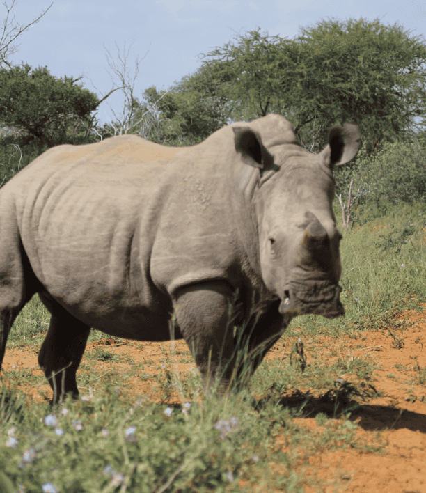 wildlife-8