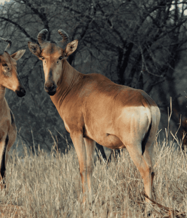 wildlife-9