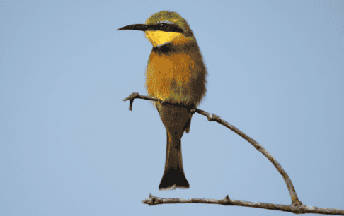 Bird Watching at Shelanti-10