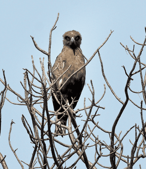 Bird Watching at Shelanti-3