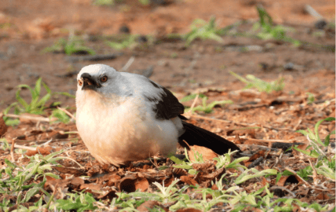 Bird Watching at Shelanti-4