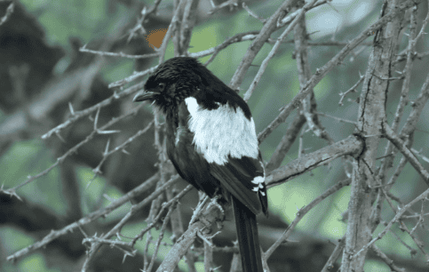 Bird Watching at Shelanti-6