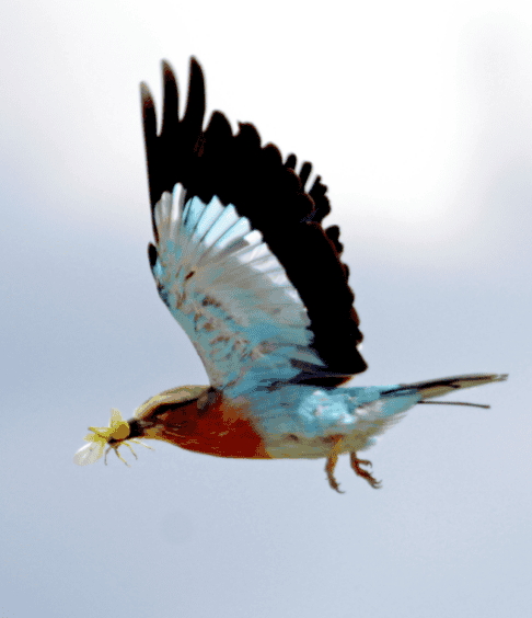 Bird Watching at Shelanti-7