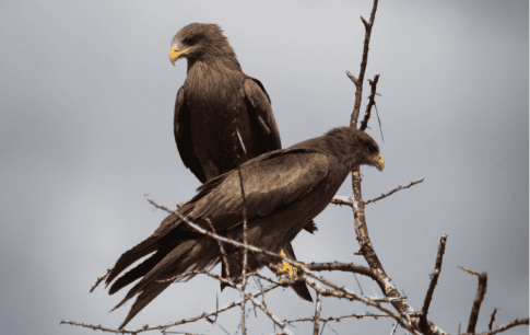 Bird Watching at Shelanti-9