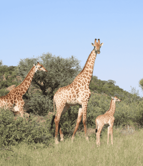 Our Conservation Ethos-5