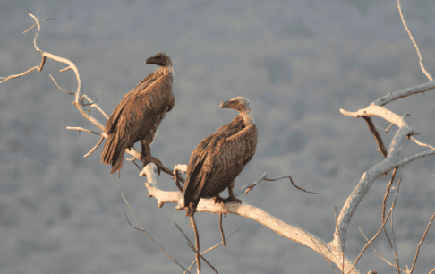 Vulture Restaurant-10