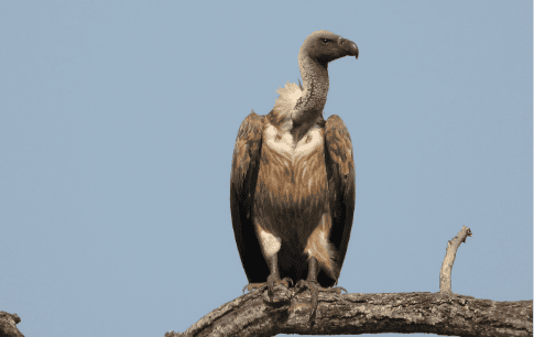 Vulture Restaurant-11
