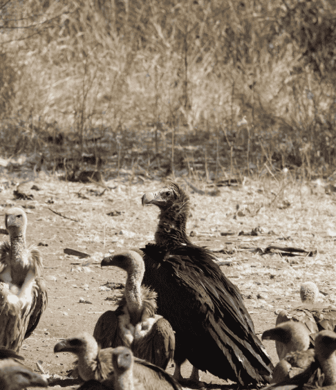 Vulture Restaurant-2