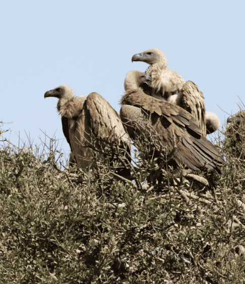Vulture Restaurant-3
