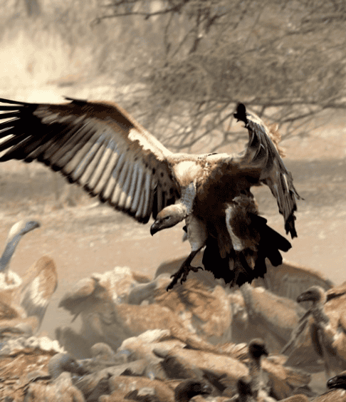 Vulture Restaurant-5