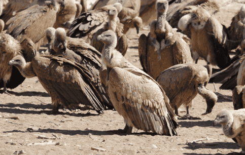 Vulture Restaurant-6