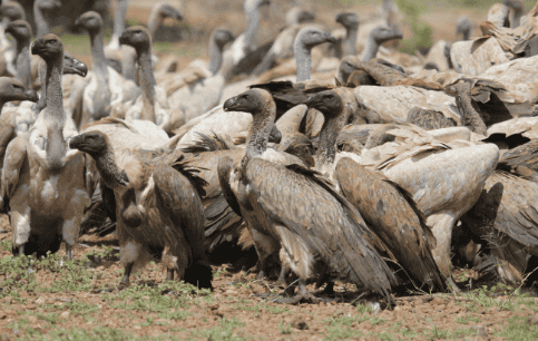 Vulture Restaurant-7
