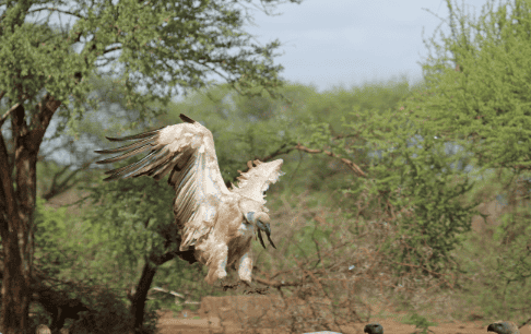 Vulture Restaurant-8