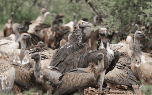 Vulture Restaurant-9