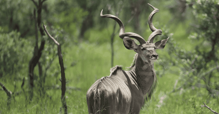 Wildlife Encounters at Shelanti -11