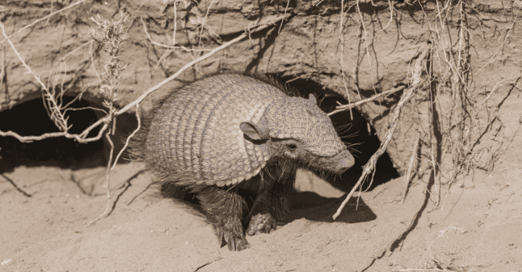 Wildlife Encounters at Shelanti -14