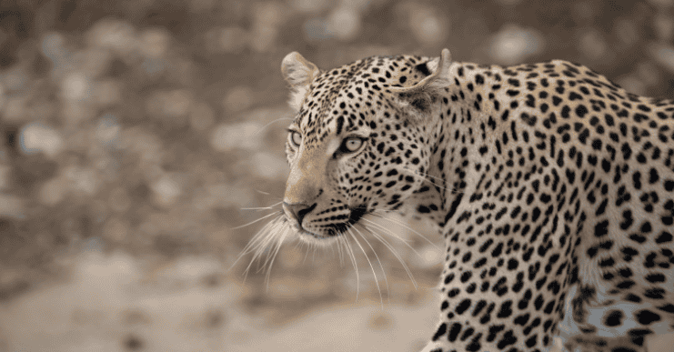 Wildlife Encounters at Shelanti -16