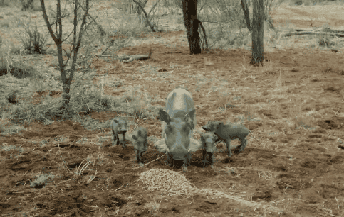 Wildlife Encounters at Shelanti -18