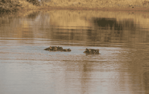 Wildlife Encounters at Shelanti -20