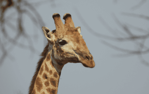 Wildlife Encounters at Shelanti -21