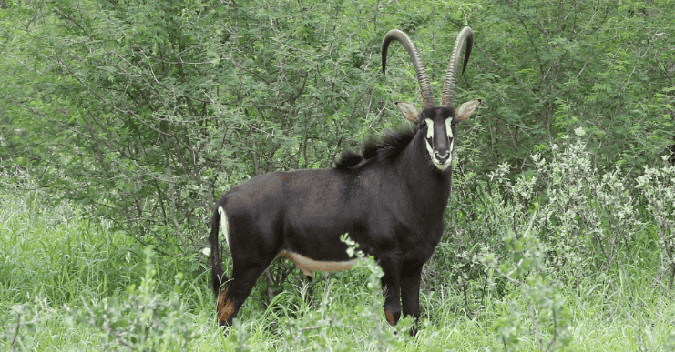 Wildlife Encounters at Shelanti -3