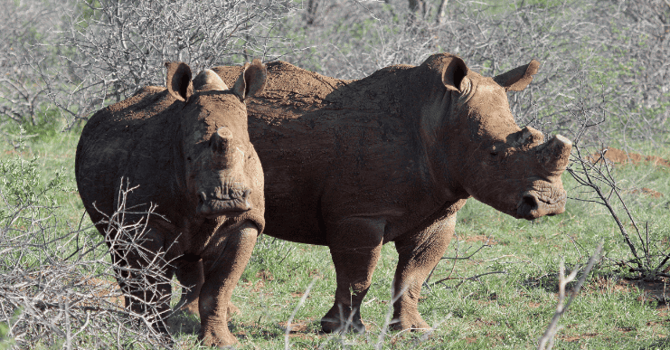 Wildlife Encounters at Shelanti -4
