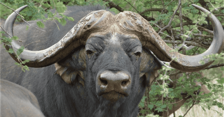 Wildlife Encounters at Shelanti -5