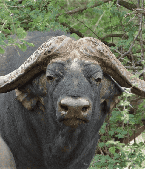 Wildlife Encounters at Shelanti -6
