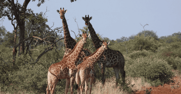 Wildlife Encounters at Shelanti -7