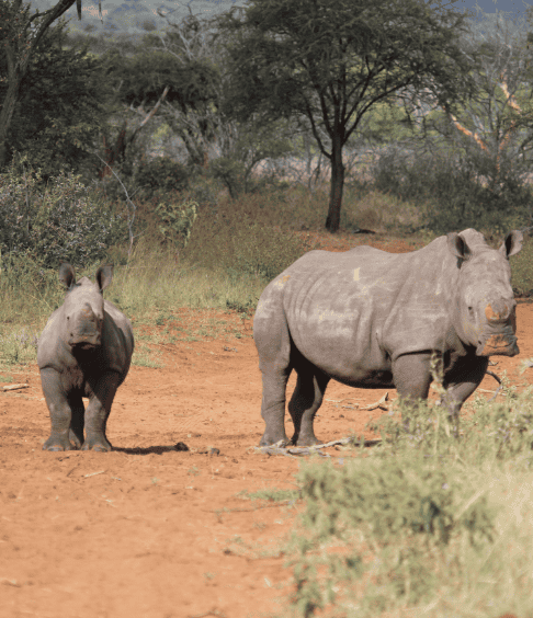 Wildlife Encounters at Shelanti -8