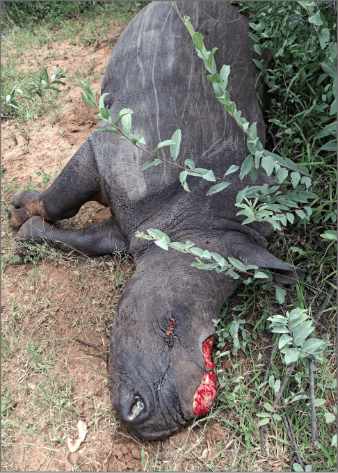 Shelanti game reserve protecting rhinos for future generations-3