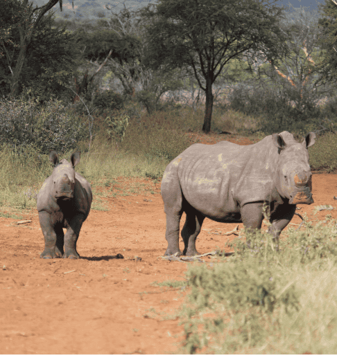 Shelanti game reserve protecting rhinos for future generations-6