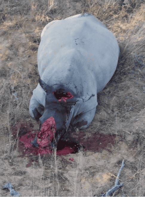 Shelanti game reserve protecting rhinos for future generations-7